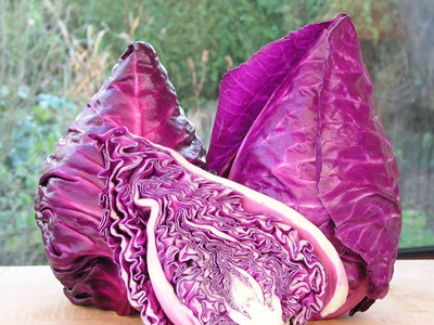 WILLVINE PAU -XIII Cabbage Red Kalibos Vegetable [10g] Seed(3000 per packet)