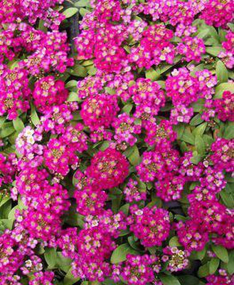 Paudha Alyssum Rose Seed(25 per packet)