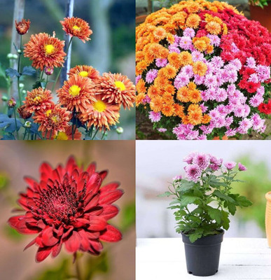 ibains Hybrid chrysanthemum flower seeds beez 30 Seed(30 per packet)