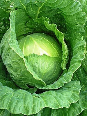 WILLVINE VMR -XIII Cabbage Green Late [10g] Seed(3000 per packet)