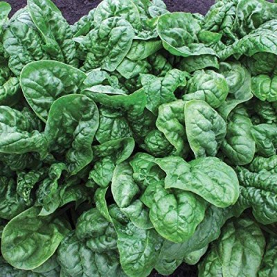 CYBEXIS GBPUT-27 - Spinach Avon F-1 Hybrid - (750 Seeds) Seed(750 per packet)