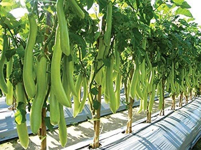 Biosnyg Hybrid Brinjal Long Green Eggplant, Aubergine ( Seeds) Seed(10000 per packet)
