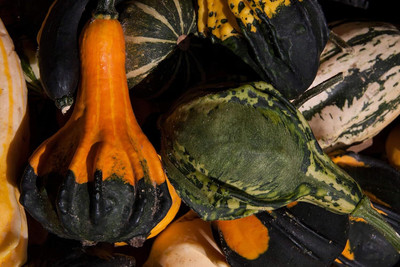 Cloud Farm ICRA-3A Pumpkin Mix Giant Heirloom Seed(50 per packet)