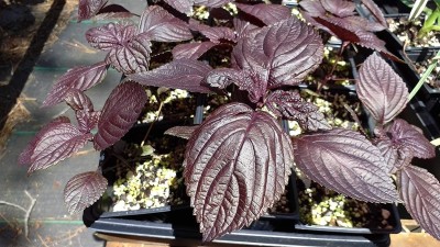 VibeX VXI-53 - Shiso Red Perilla Frutescens - (750 Seeds) Seed(750 per packet)