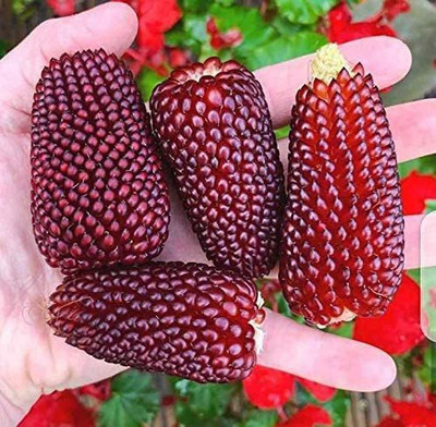 VibeX ® LXI-572 Ornamental Corn Red Seeds Seed(500 per packet)