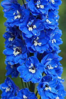 KANAYA Delphinium Consolido Gaint Imperial Mix Seed(20 per packet)