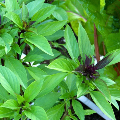 LPR TULSI, BASIL SEEDS Seed(400 per packet)