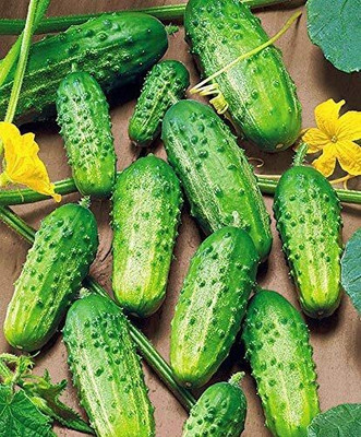 Quentova Cucumber Rodnichok F1 Source Pickling Heirloom Vegetable Seeds-NST-3V Seed(250 per packet)