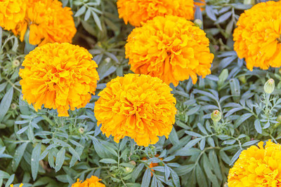 BULKY TRADE marigold/gende ka phool flower seeds Seed(50 per packet)