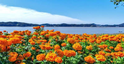 Avysa French Marigold Flower Seeds Orange Seed(100 per packet)