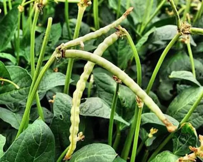 MAA Cowpea, Lobia Seed(164 per packet)