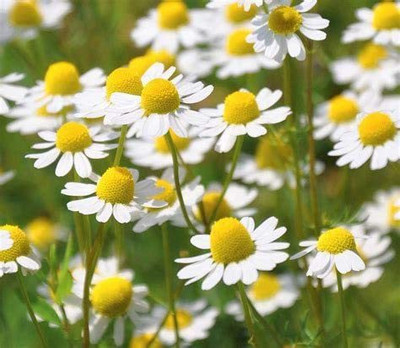 CYBEXIS TLX-75 - Chamaemelum Nobile Roman Chamomile - (250 Seeds) Seed(250 per packet)