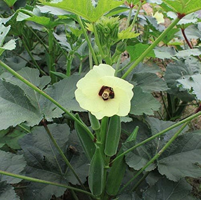 Qualtivate HUA-474 Okra Clemson Spineless Seed(100 per packet)
