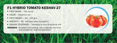 VibeX F1 HYBRID TOMATO KESHAV-27(2500 Seeds) Seed(2500 per packet)