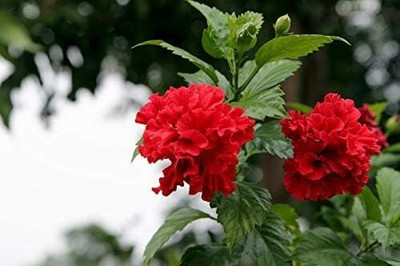 CRGO HIBISCUS , GUDHAL Seed(35 per packet)