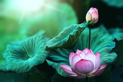 iyurvadik lotus,kamal gatta Seed(15 per packet)