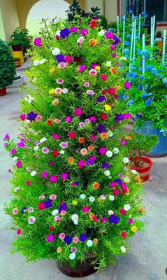 Lorvox 9'0 Clock Flower Seed(110 per packet)