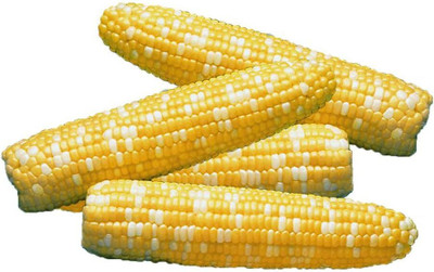 Biosnyg Serendipity Triplesweet Hybrid Corn Seeds-100 Seeds/10gm Seed(100 per packet)