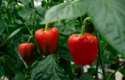 AloGardening Mixed Shimla Mirch/Capsicum/Bell Pepper AG14 Seed(50 per packet)