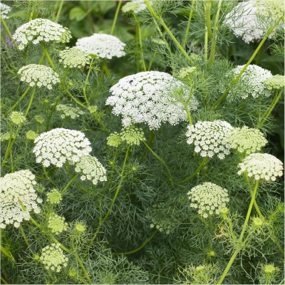 Qualtivate PUA5-A White Bishops Flower,Wild Carrot Seed(50 per packet)