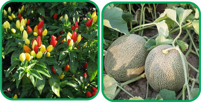 WILLVINE PAU -I Muskmelon And Ornamental Chilli[25gm, 5000 Seeds] Seed(5000 per packet)
