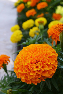 sm shop marigold/gende ka phool flower seeds Seed(75 per packet)