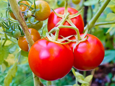 Kilson tomato Seed(120 per packet)