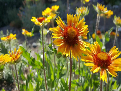 Quentova Blanket Flower--Gaillardia aristata-VII-7A Seed(75 per packet)