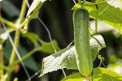 AFARTIOBINA 127 Pc Cucumber Seeds Seed(127 per packet)