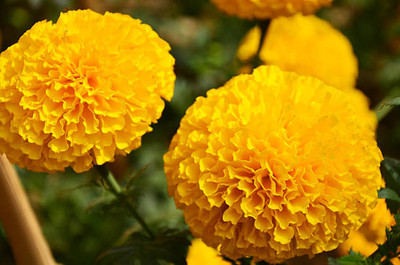 BrijBooti marigold/gende ka phool flower seeds Seed(50 per packet)