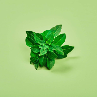 VibeX ® XLR-20 Basil Minette Ocimum basilicum Seed(1000 per packet)