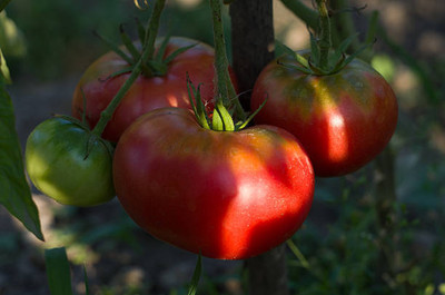 ALPINE HYBRID SEEDS tomato Seed(75 per packet)