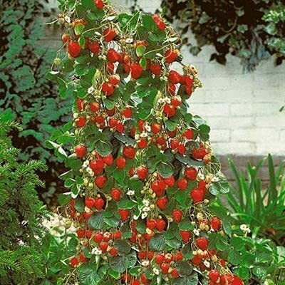 Aywal Strawberry, Strawberries Seed(90 per packet)
