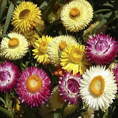 KANAYA Helichysum- Flower Seeds for Balcony Gardening Seed(88 per packet)