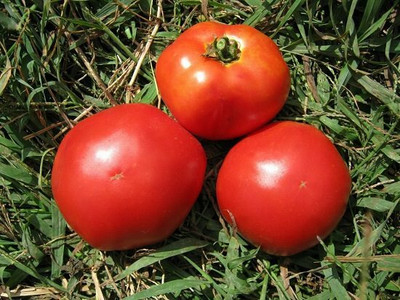CYBEXIS Marglobe Hybrid Tomato 2000 Seeds Seed(2000 per packet)