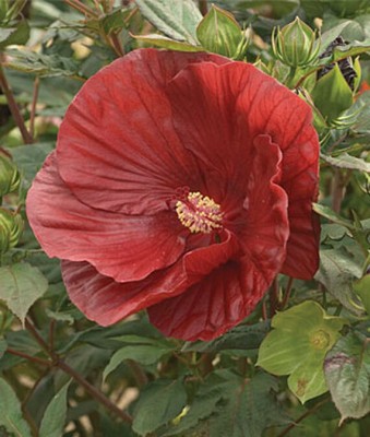 Biosnyg Summerific Cranberry Crush Hibiscus [50 Seeds] Seed(50 per packet)