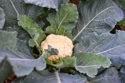 AA ENTERPRISES white cauliflower,gobhee seeds Seed(14 per packet)