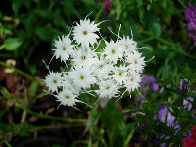 XOLDA Exotic phlox twinkle Seed(31 per packet)