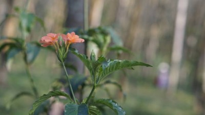 ASHOKA kanakambaram-firecracker-crossandra Seed(39 per packet)