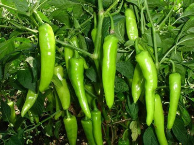Flipkart SmartBuy Green Chilli Mirch Seed(50 per packet)
