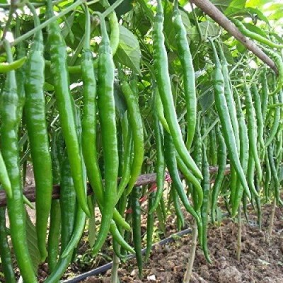 Lorvox Green Chilli Moti Mirch Vegetable Hybrid Seed(500 per packet)