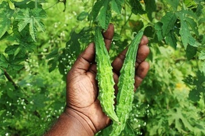 Paudhaa F1 BEST QUALITY BITTER GOURD SEEDS Seed(14 per packet)