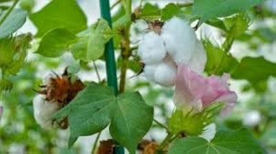 BJUBAS Kapas seeds pack of 10 Seed(10 per packet)