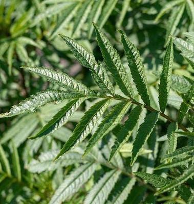 VibeX ® RXI-261 Black Mint Peruvian Seed(200 per packet)