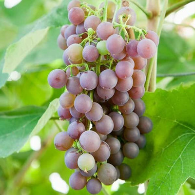 Aywal Angur Seed(40 per packet)