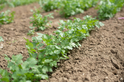 ZIXA Organic Cilantro/Coriander Seed(150 per packet)