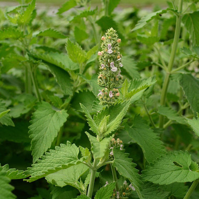 CYBEXIS NBIR-8 - Catnip for Planting - (1500 Seeds) Seed(1500 per packet)