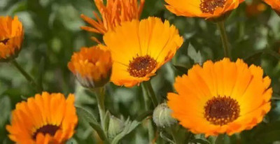 Lippy Organic Orange Calendula Seed(100 per packet)