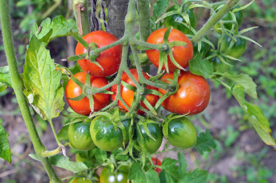 Beej Wala tomato Seed(95 per packet)