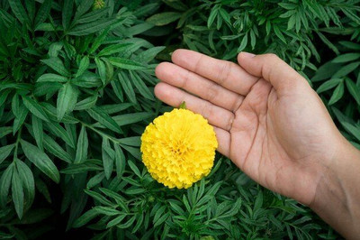 DEYS AGRO ™ genda phool or marigold flower seeds hybrid mix for planting Seed(125 per packet)